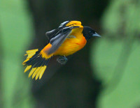 Baltimore_Oriole_13May2026-