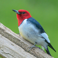 Red_Headed_Woodpecker_07May2026--2