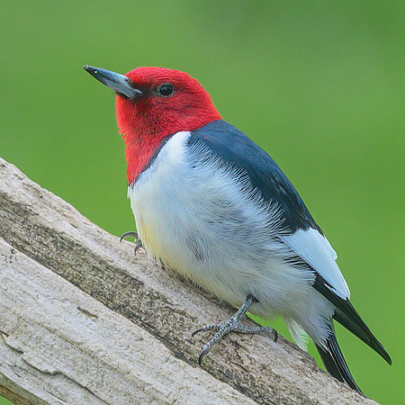 Red_Headed_Woodpecker_07May2026--2