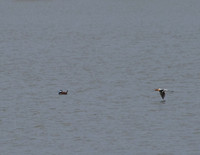 Ducks_6730-