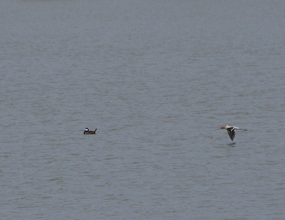 Ducks_6730-