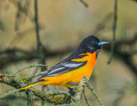 Baltimore_Oriole_M_09May2026-