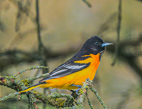 Baltimore_Oriole_M_09May2026-