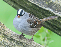 WhiteCapped_Sparrow_08May2026-