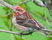 Purple_Finch_Contrasty_08May2026-