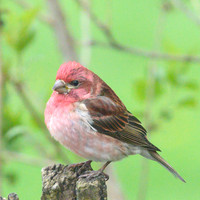 PurpleFinch_08May2026-