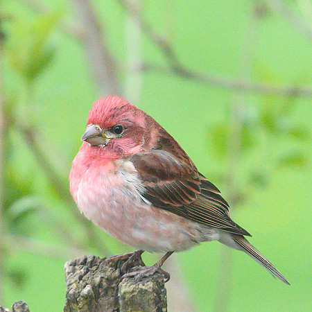 PurpleFinch_08May2026-