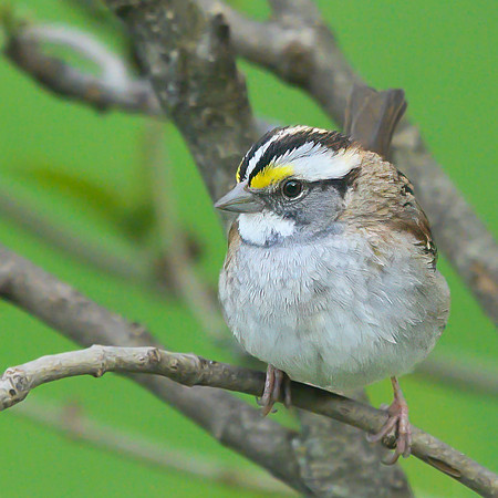 White_Throated_Sparrow_08May2026-