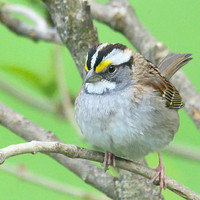 White_Throated_Sparrow_08May2026--2