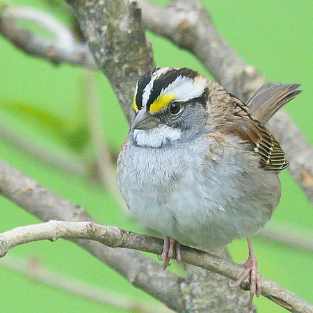 White_Throated_Sparrow_08May2026--2