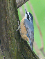RedBreastedNuthatch_08May2026-
