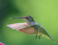 Hummingbird_Female_20June2026--2