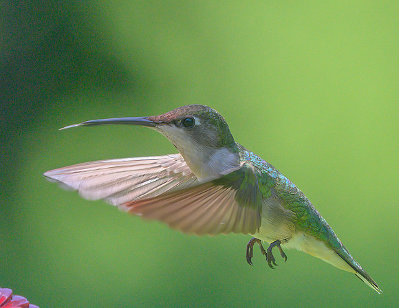 Hummingbird_Female_20June2026--2