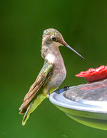 Hummingbird_Female_20June2026-8100