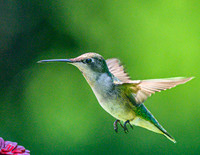 Hummingbird_Female_20June2026--3