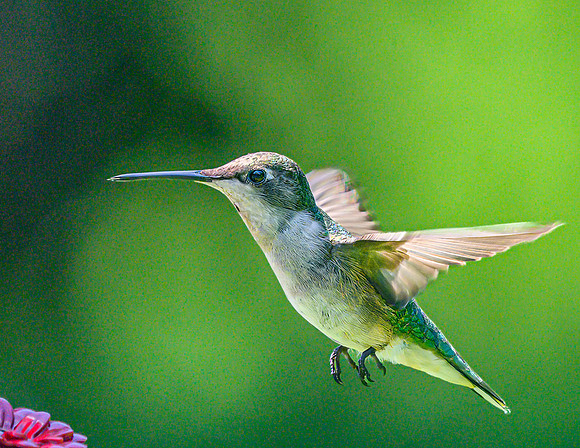 Hummingbird_Female_20June2026--3