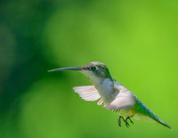 Hummingbird_Female_20June2026-