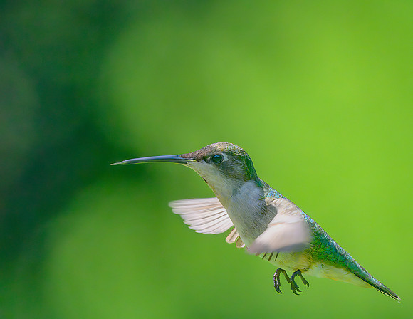 Hummingbird_Female_20June2026-
