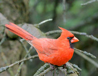 Male_Cardinal_June2025-