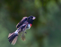 RoseBreasted_Grosbeak_Male_15June2026-