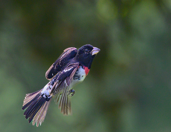 RoseBreasted_Grosbeak_Male_15June2026-