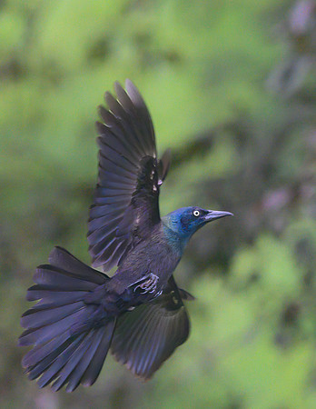 Grackle_01July2026-