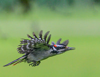 Hairy_Woodpecker_14June2026-