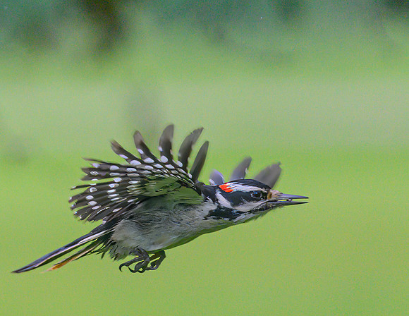 Hairy_Woodpecker_14June2026-