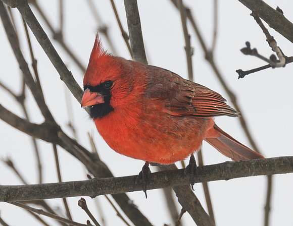 Male_Cardinal_10Jan2025-6631