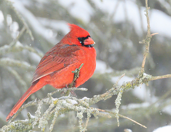 Male_Cardinal_20Jan2025-6743