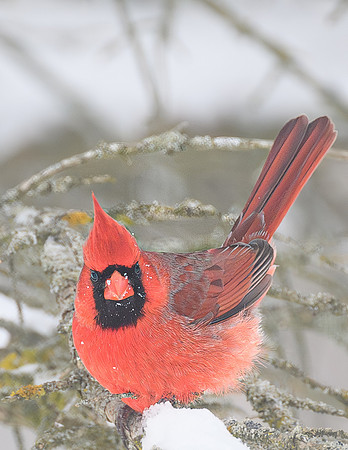Cardinal_Male_6861-