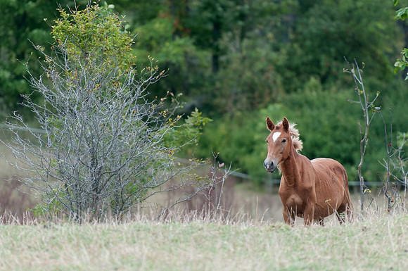 Horse_in_Meadow