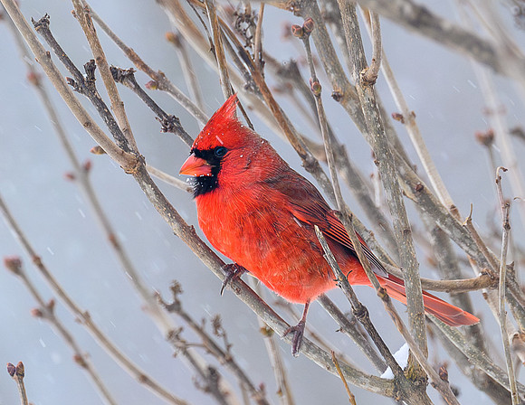 Male_Cardinal_20Dec2024-