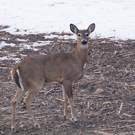 Deer_16Mar2022-3262