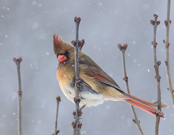 Female_Cardinal_20Dec2024-