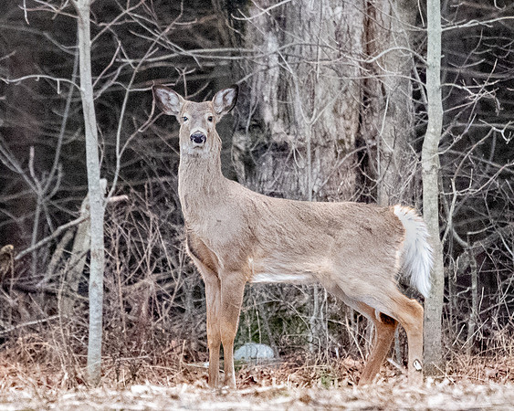 WhiteTailedDeer_21Mar2022-3307