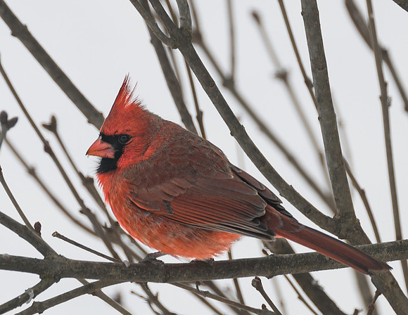 Male_Cardinal_10Jan2025-6633