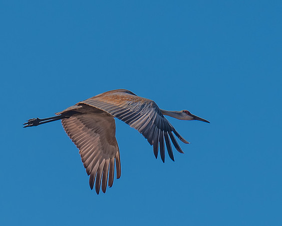 Sandhill_Crane-5122