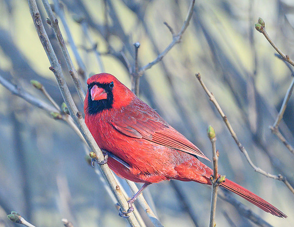Cardinal_Male_26Mar2025-