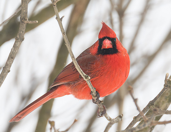 Cardinal_Male_--3