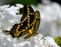 Giant_Swallowtail--2
