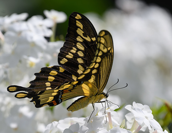 Giant_Swallowtail--2