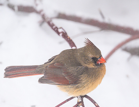 Female_Cardinal_20Jan2025-6763