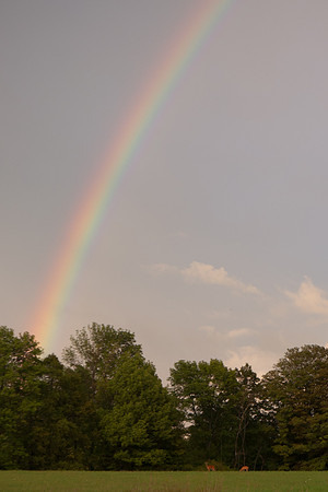 Deer_w_Rainbow_0109