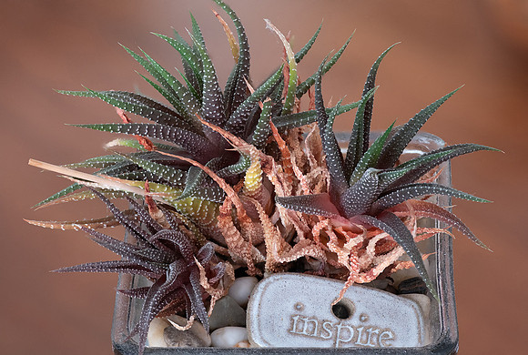 Cactus_FocusStack_33pct