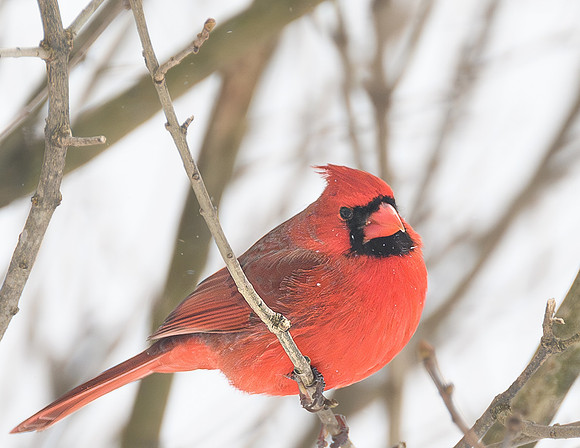Cardinal_Male_--4