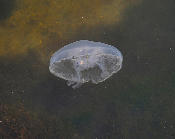 Jelly_Fish_2_sm