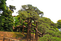Hamarikyu_300yr_Pine_sm