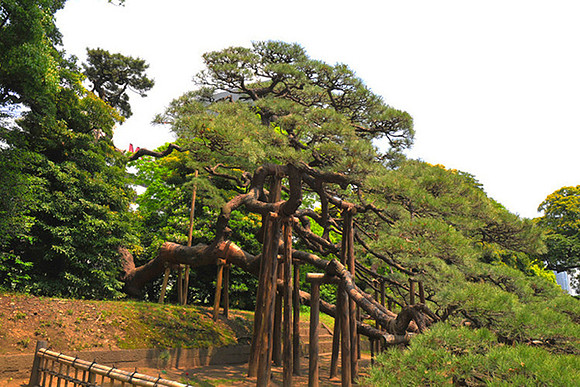 Hamarikyu_300yr_Pine_sm