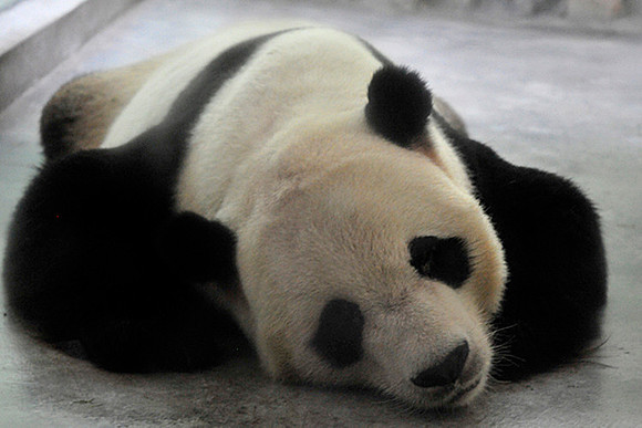 Panda_web